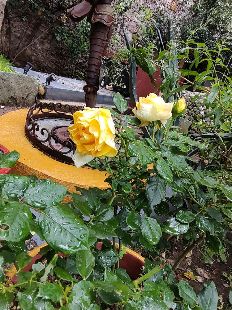 Flores Viaje