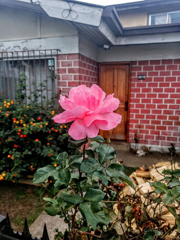 💐🌺🌼🏵️💮🌸🐝🌲🌳🍁🍂🎋