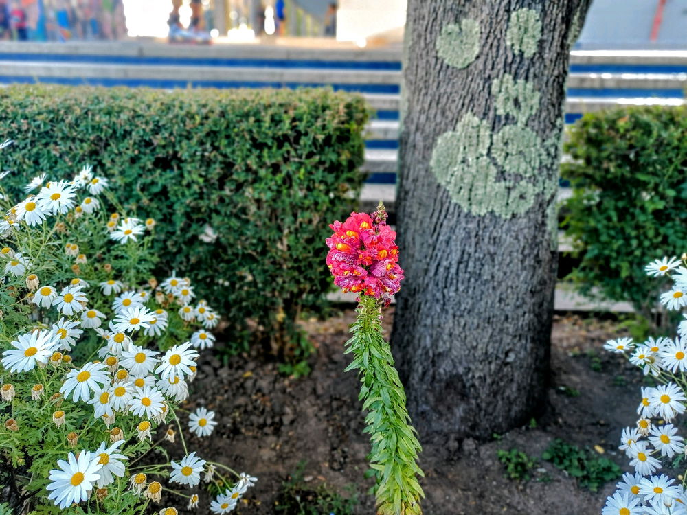 💐🌺🌼🏵️💮🌸🐝🌲🌳🍁🍂🎋