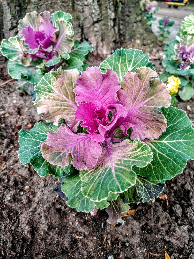 💐🌺🌼🏵️💮🌸🐝🌲🌳🍁🍂🎋