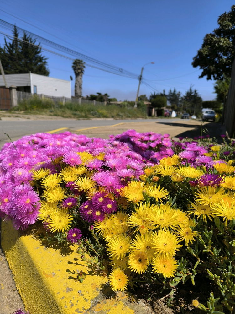 💐🌺🌼🏵️💮🌸🐝🌲🌳🍁🍂🎋