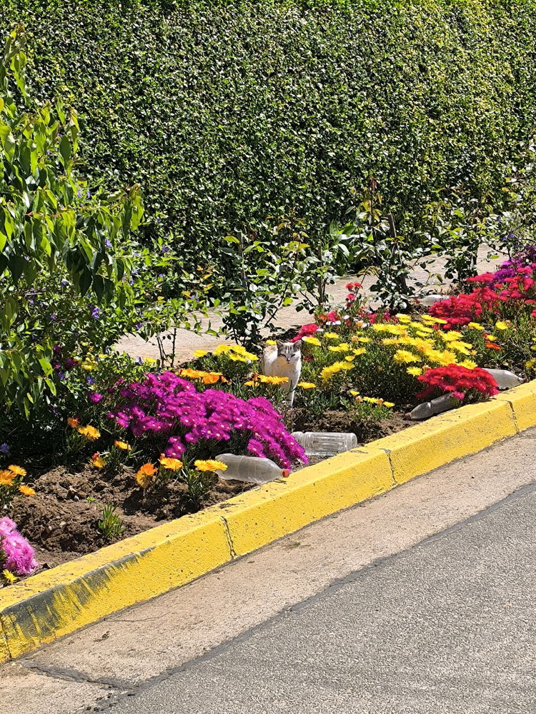 💐🌺🌼🏵️💮🌸🐝🌲🌳🍁🍂🎋