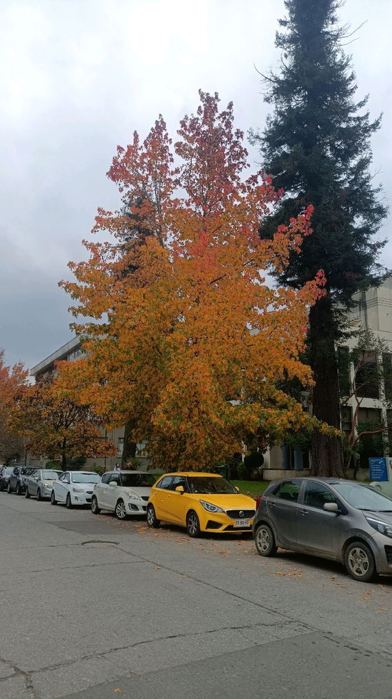 💐🌺🌼🏵️💮🌸🐝🌲🌳🍁🍂🎋