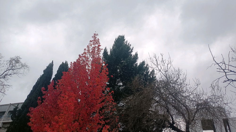 💐🌺🌼🏵️💮🌸🐝🌲🌳🍁🍂🎋