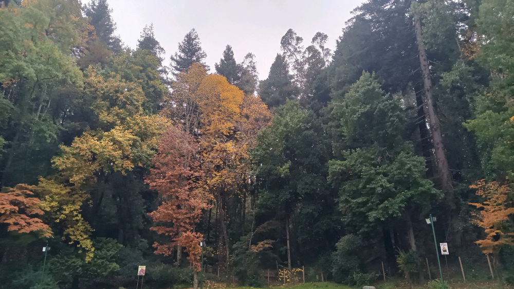 💐🌺🌼🏵️💮🌸🐝🌲🌳🍁🍂🎋