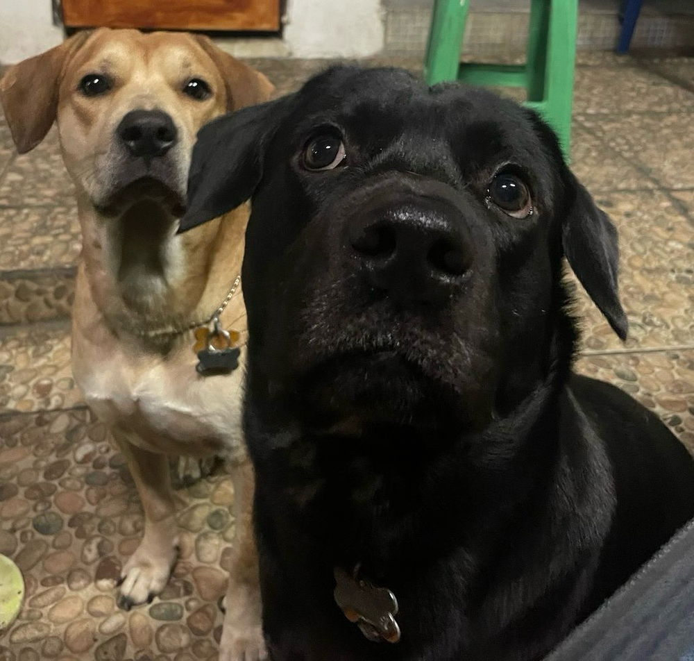 Guardianes del corazón... y del sofá