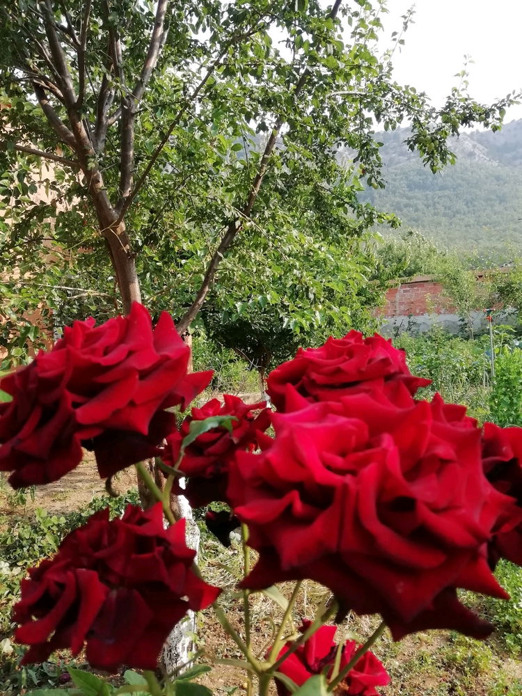 My garden