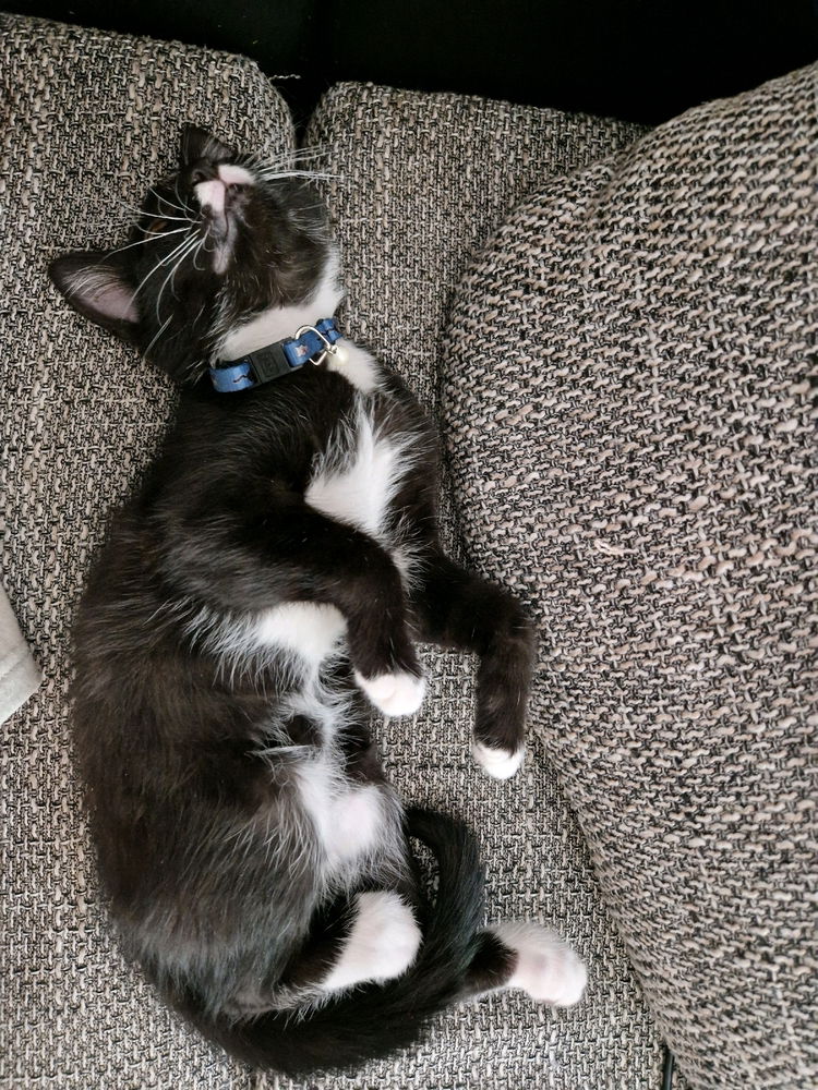 K.O 😸