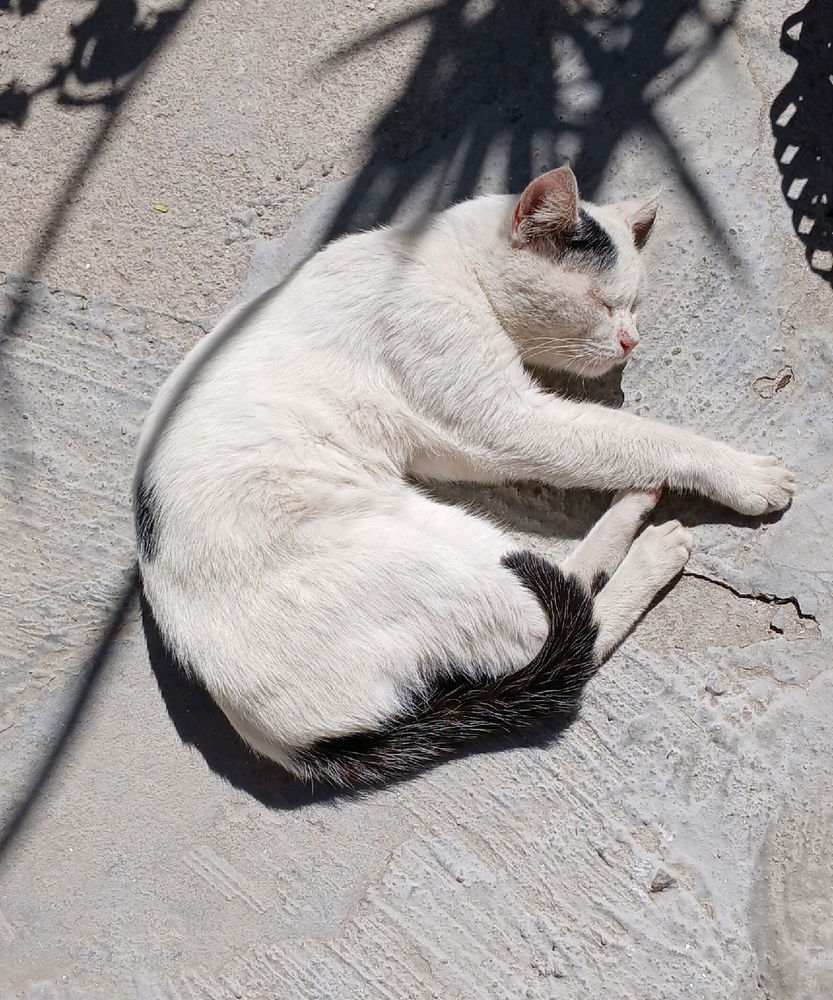 Um idosinho passando no seu feed. Tomando a dose de vitamina D, Pirulito Charles onde chega, dorme 🤣