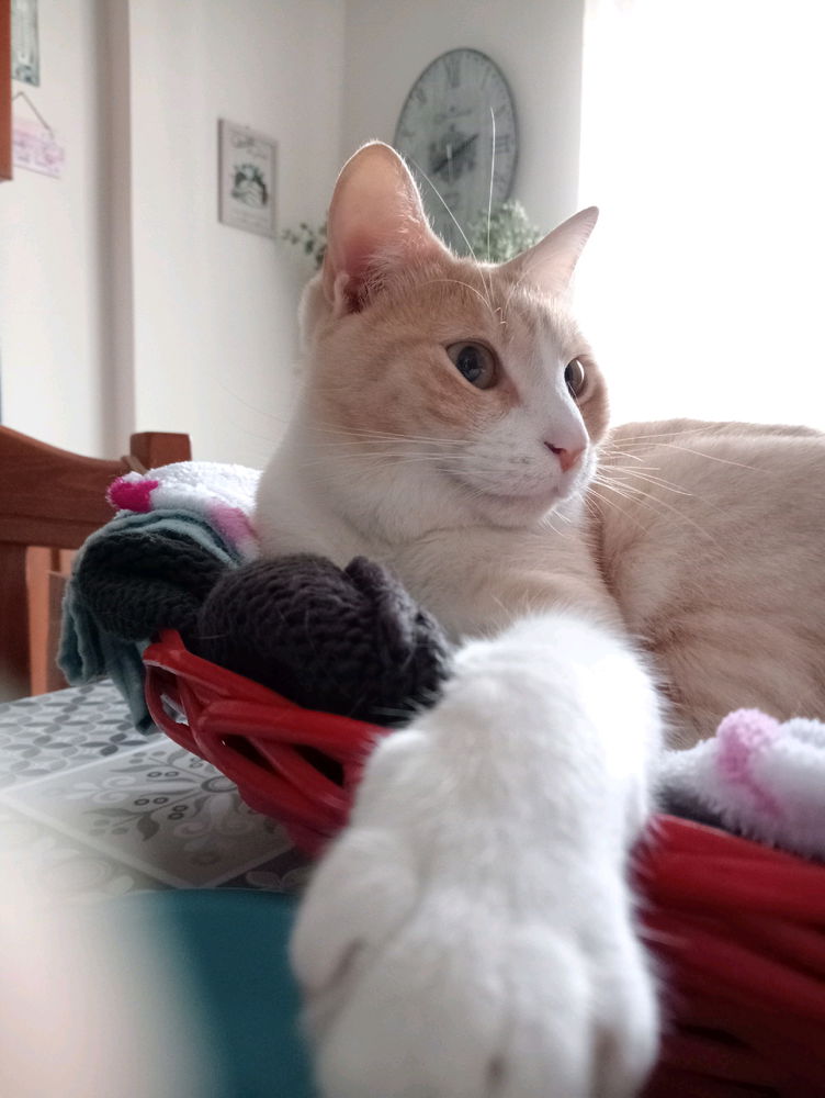 🐱🐾