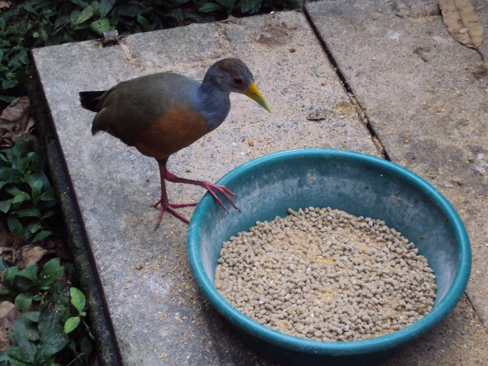 Las Aves Son Lo Más Pro