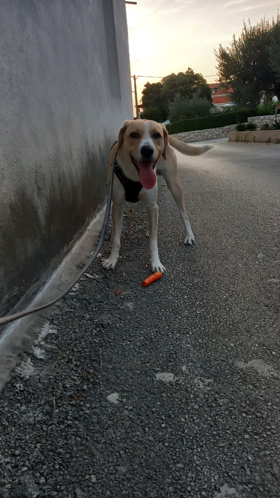 🐶🥕