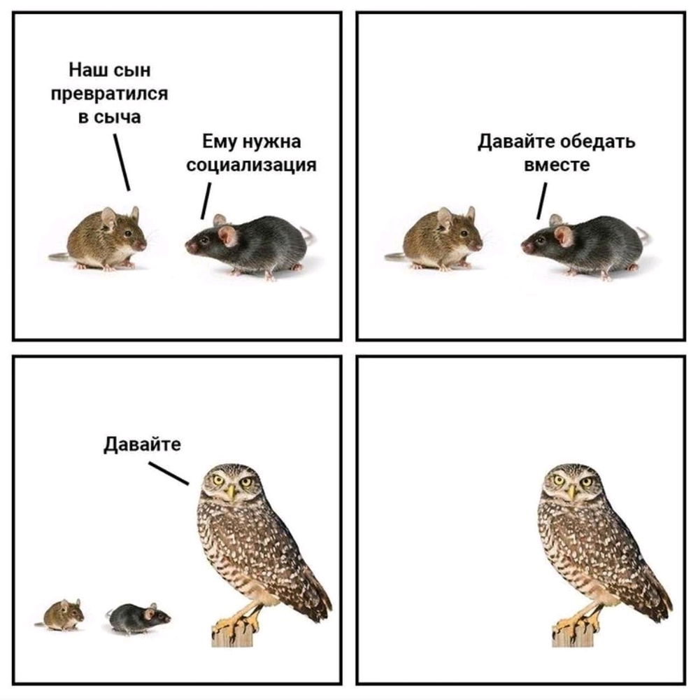 Сыч