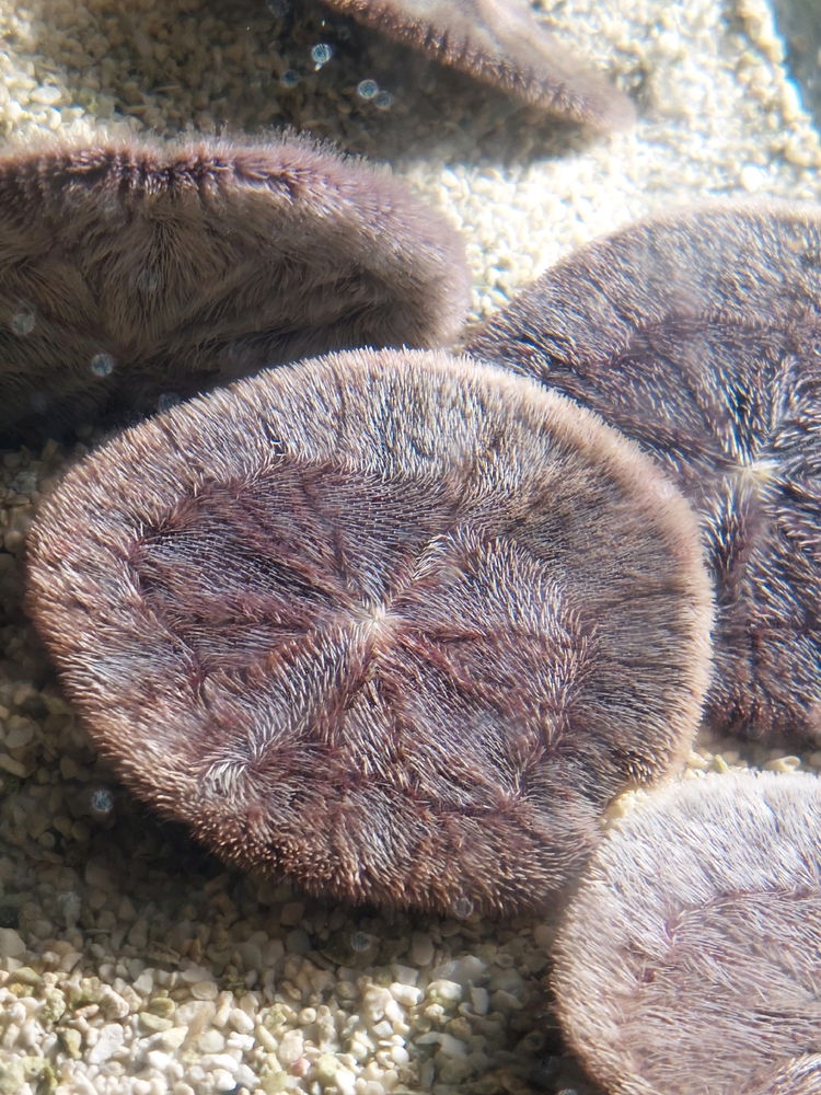 This is what a live sand dollar looks like