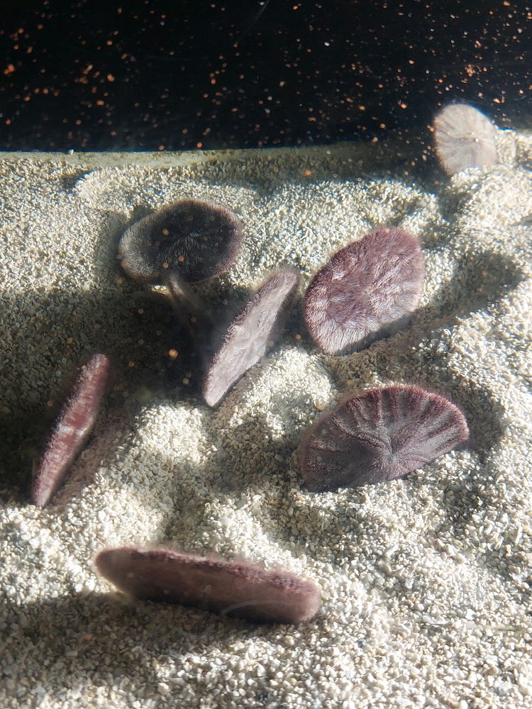 Wonder if it is difficult to keep sand dollars alive