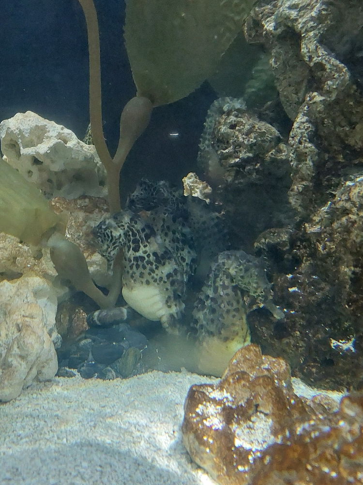 Seahorse
