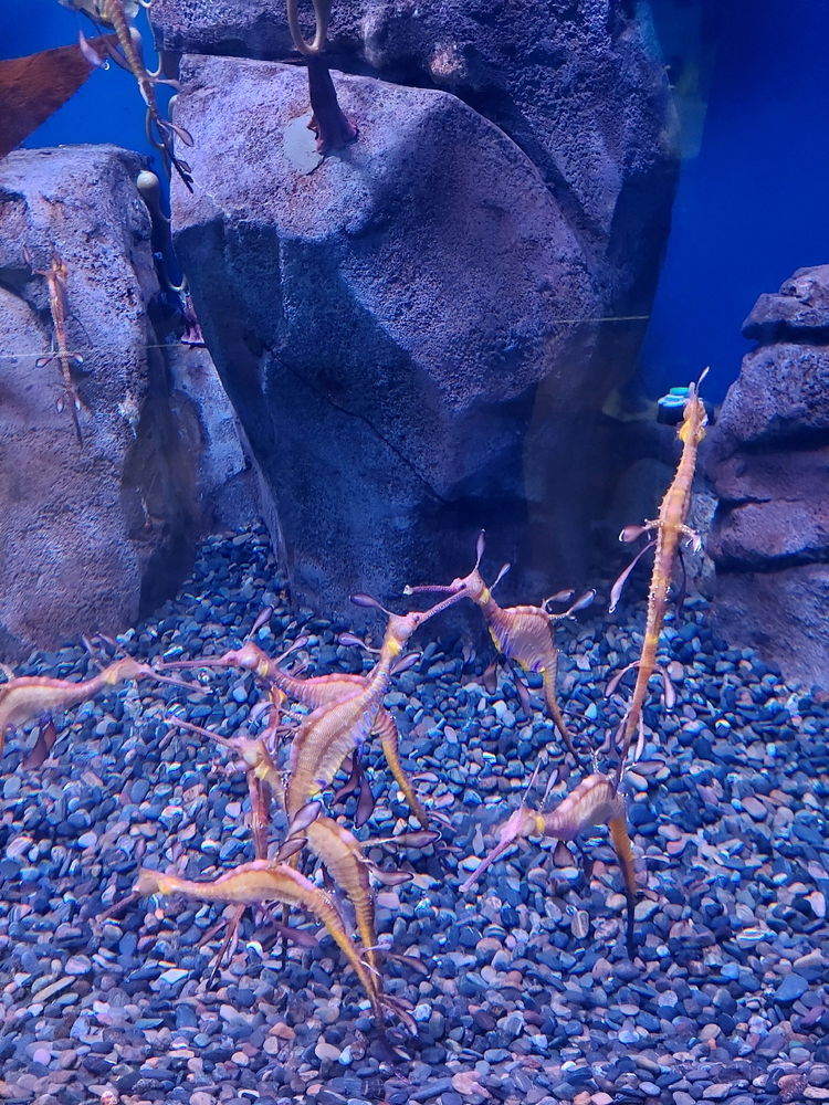 They are so funny looking