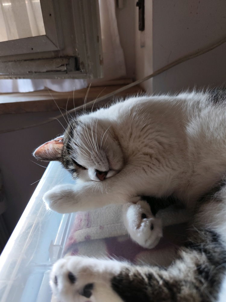 Palle di pelo