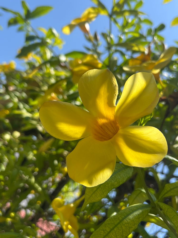 🌼✨