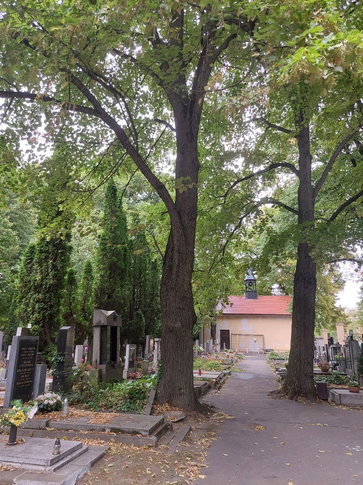 Dnes mám maminčina babička svátek, návštěva hřbitova🌳