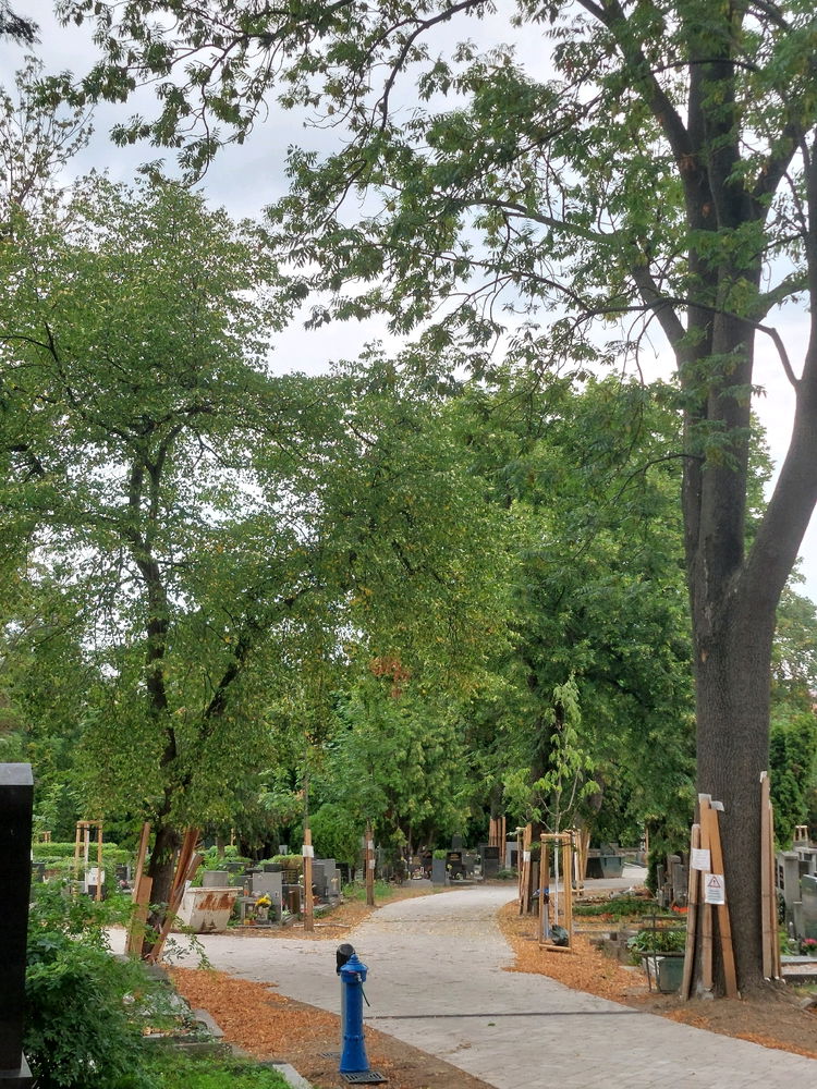 Dnes mám maminčina babička svátek, návštěva hřbitova🌳