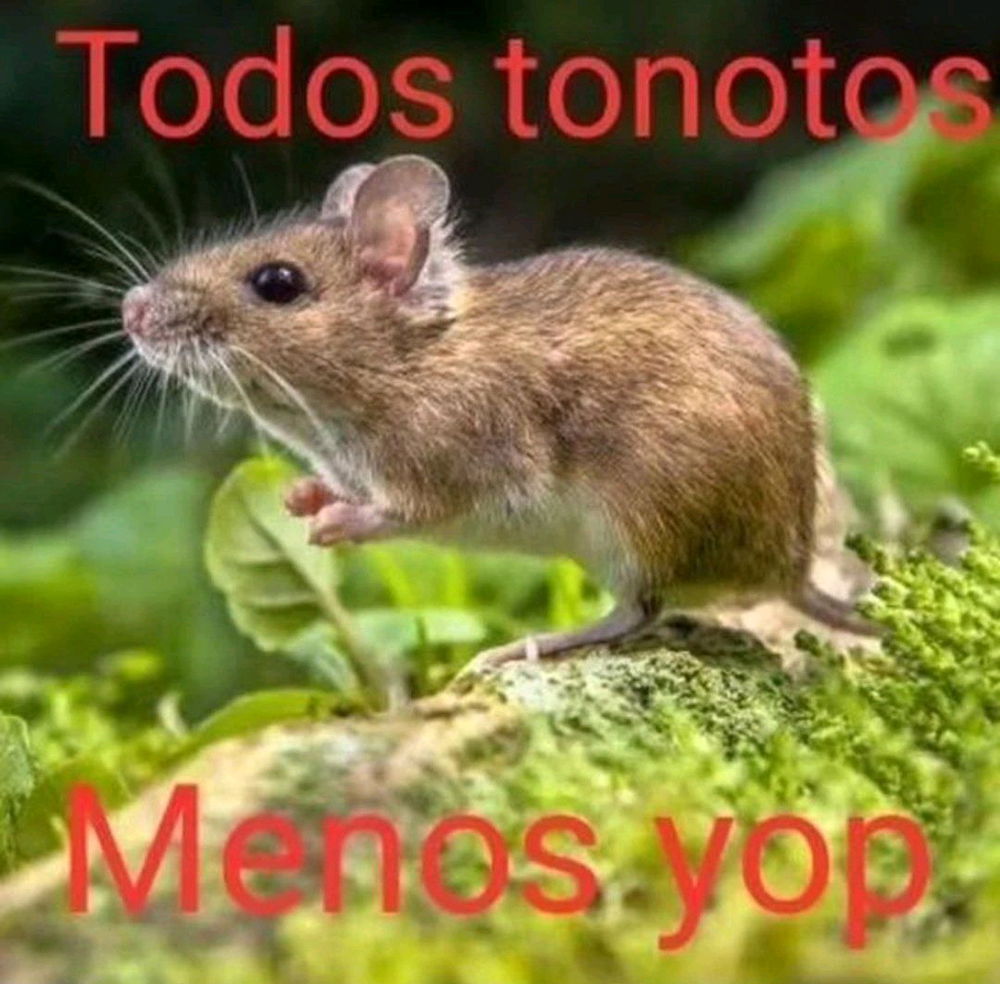 Holis
