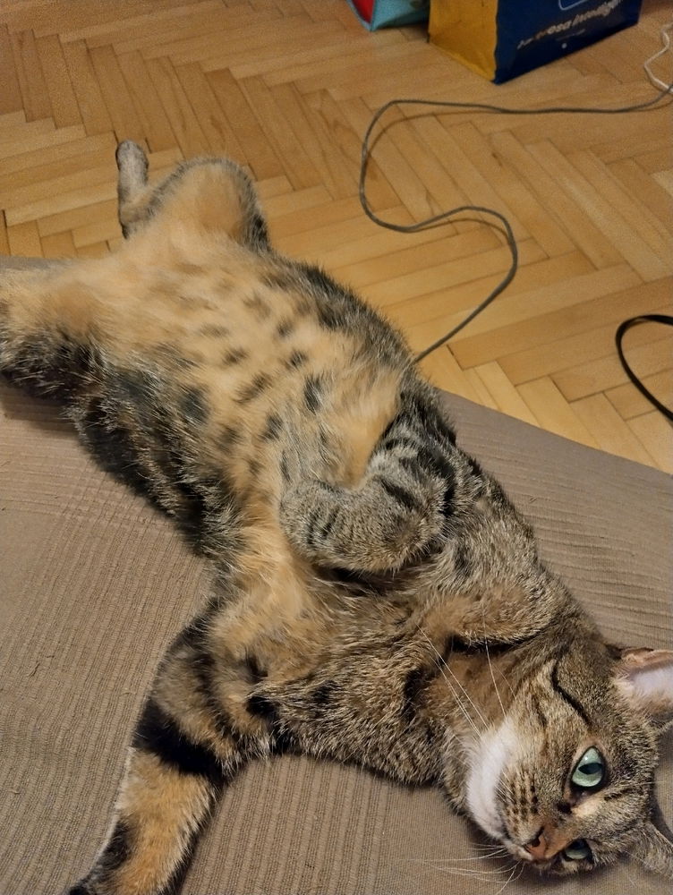 Bellycat