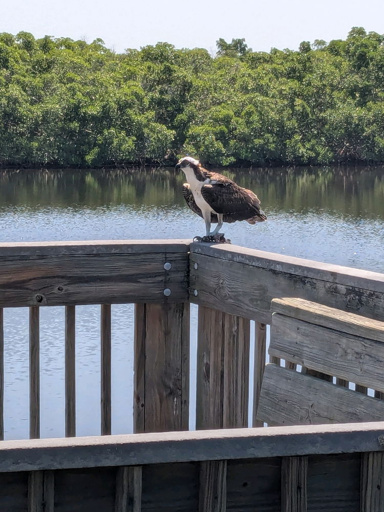 Bird of Prey