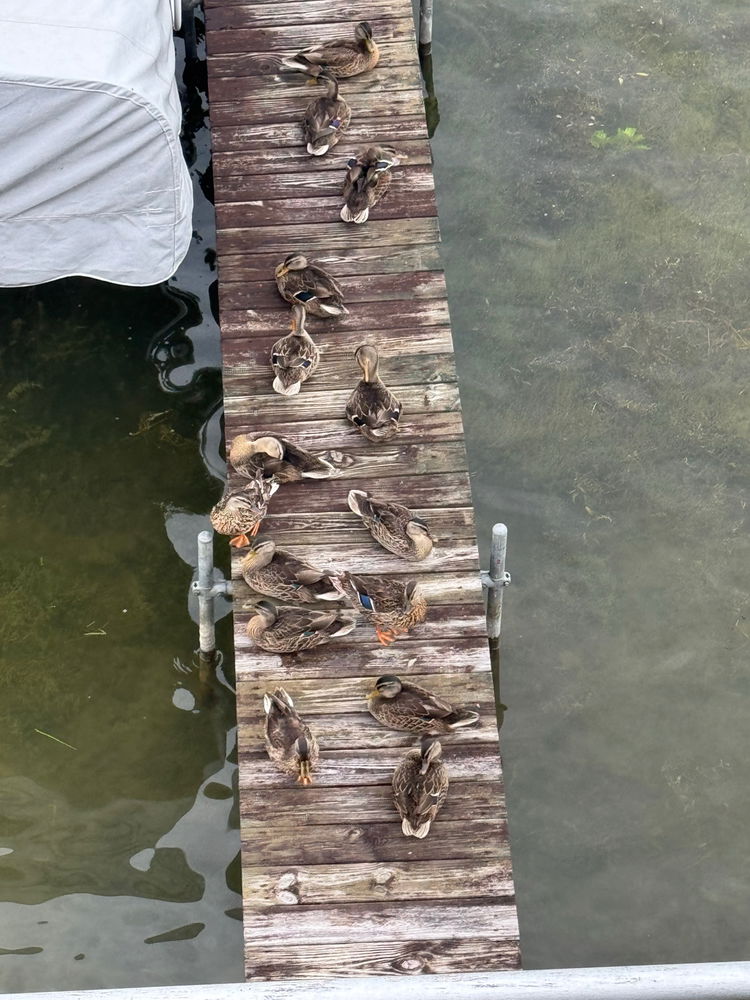 Ducks