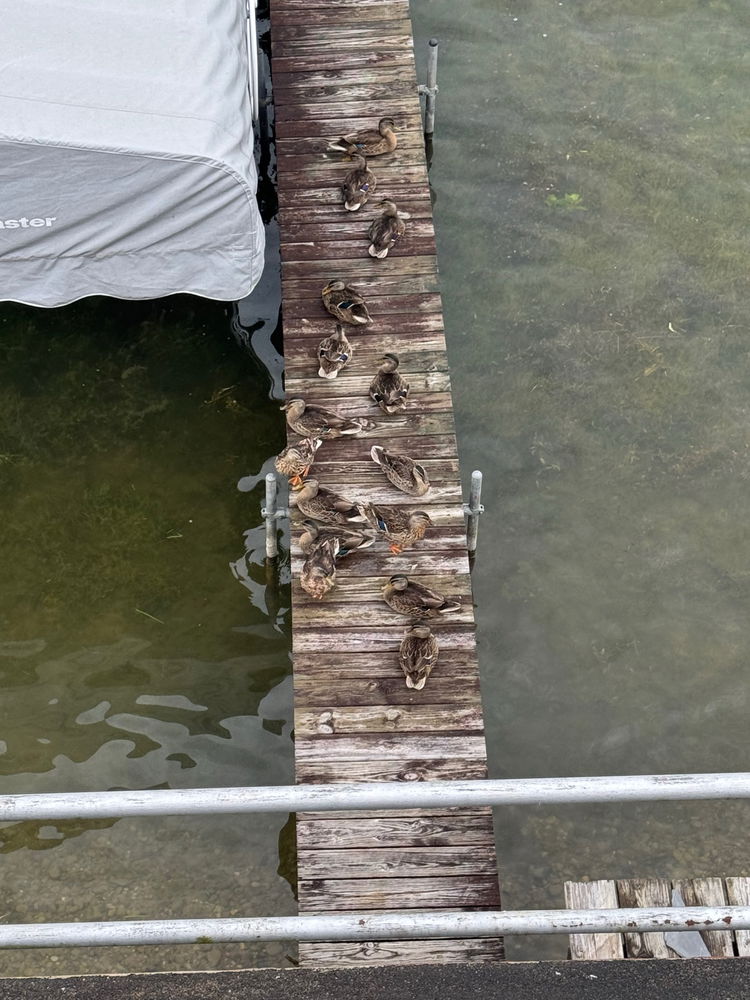 Ducks