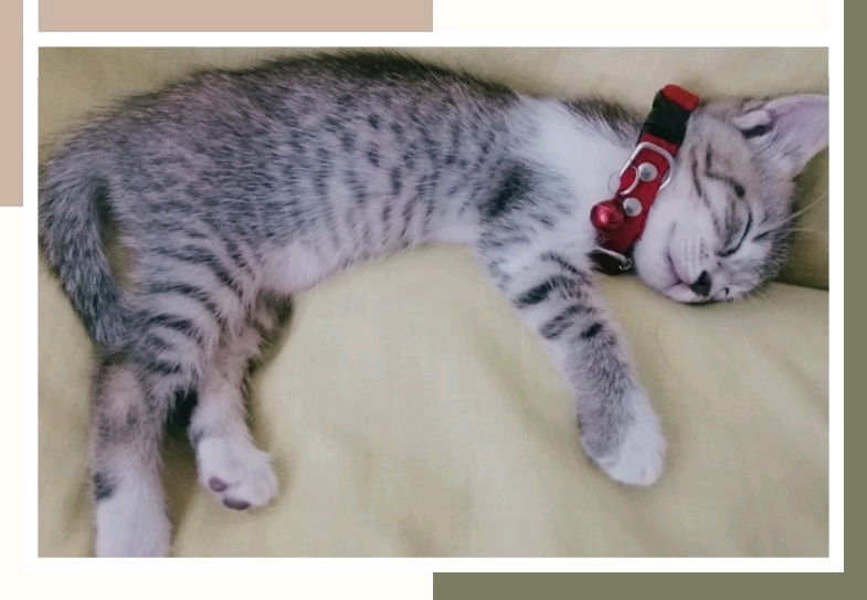 Siesta😴
