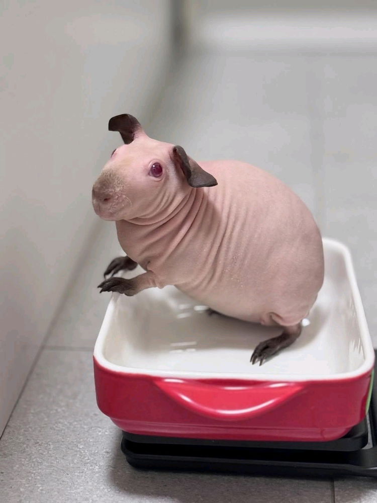 Ratón pelón