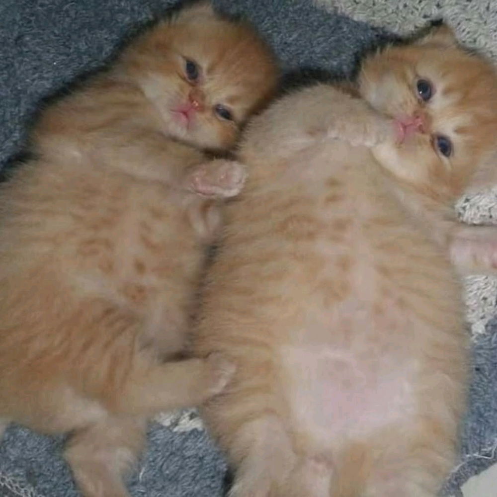 Gatos