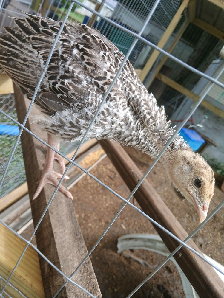 Just a little turkey