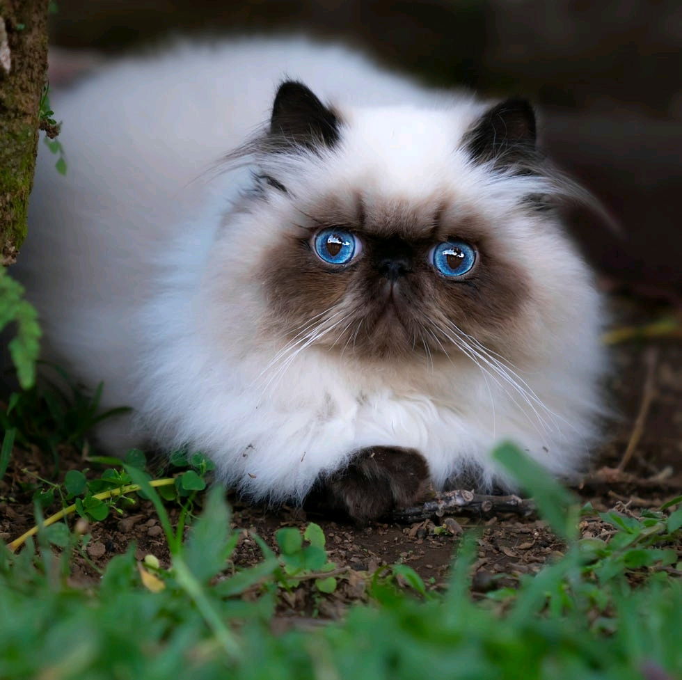 Mr Grumps