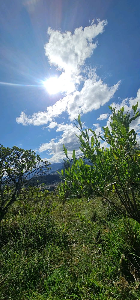 🌿🌥
