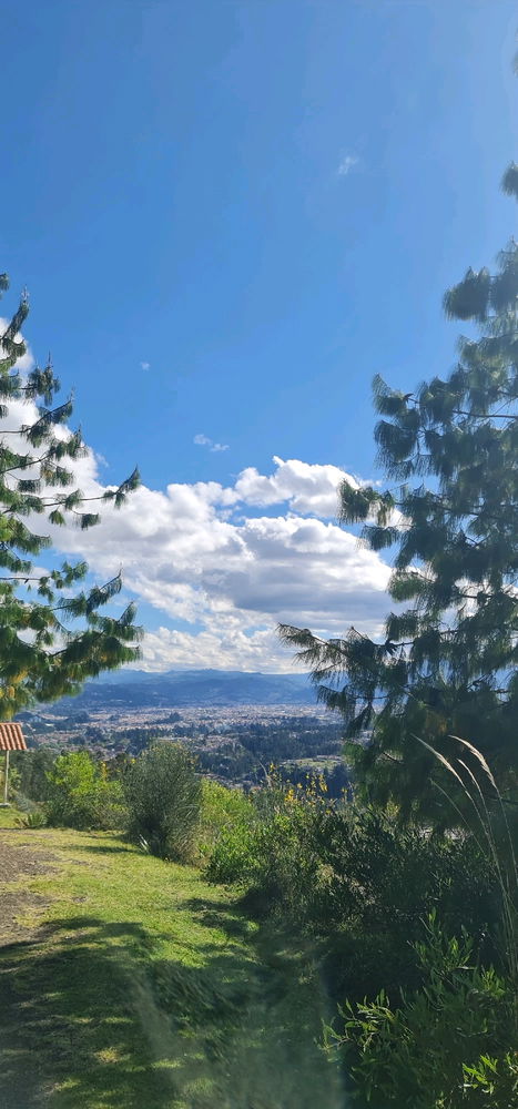 🌲☁️🌲
