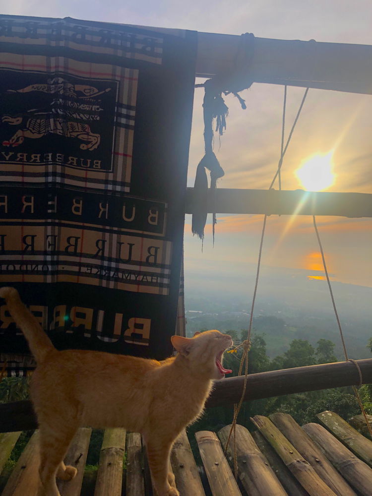 🌅
