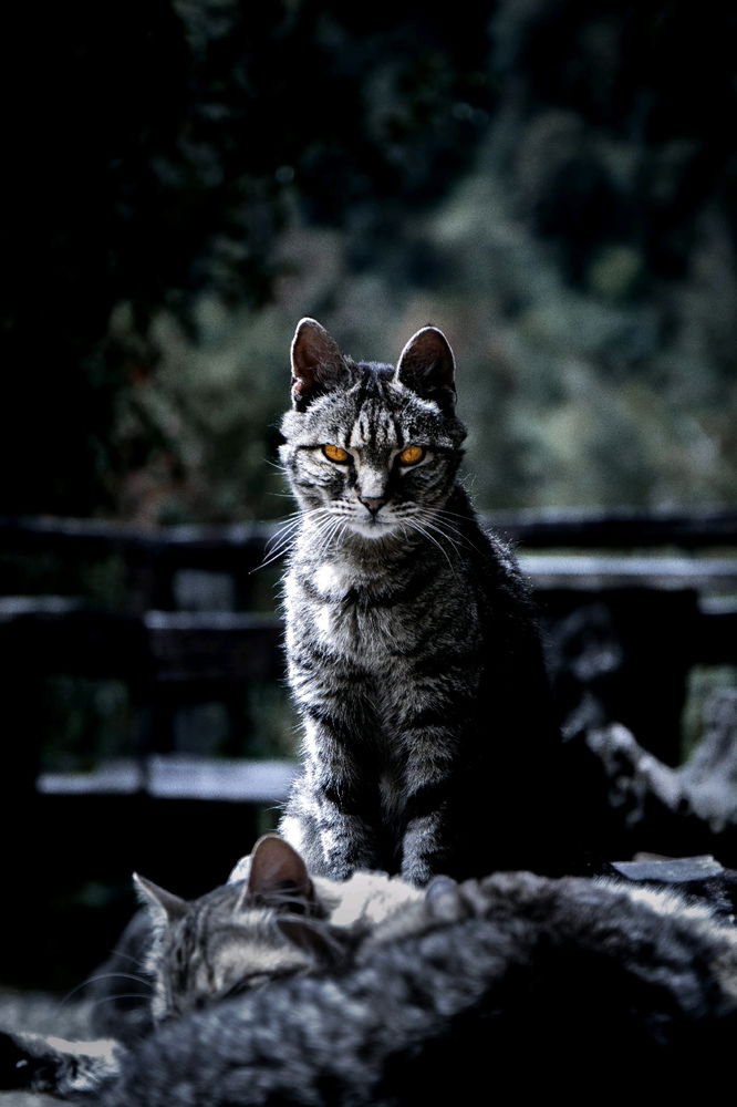 Gato