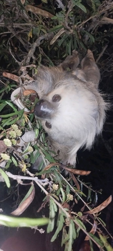 Me encontré con una pereza!! 🤩🤩😻