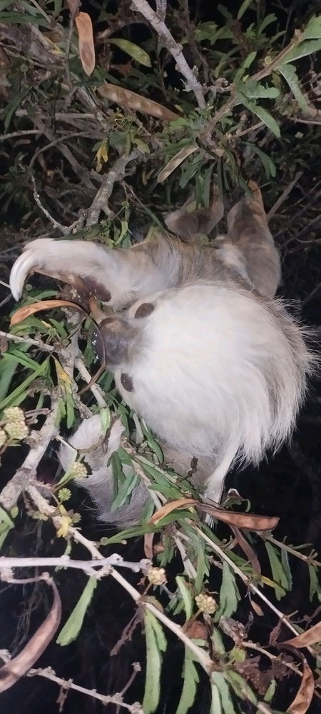 Me encontré con una pereza!! 🤩🤩😻