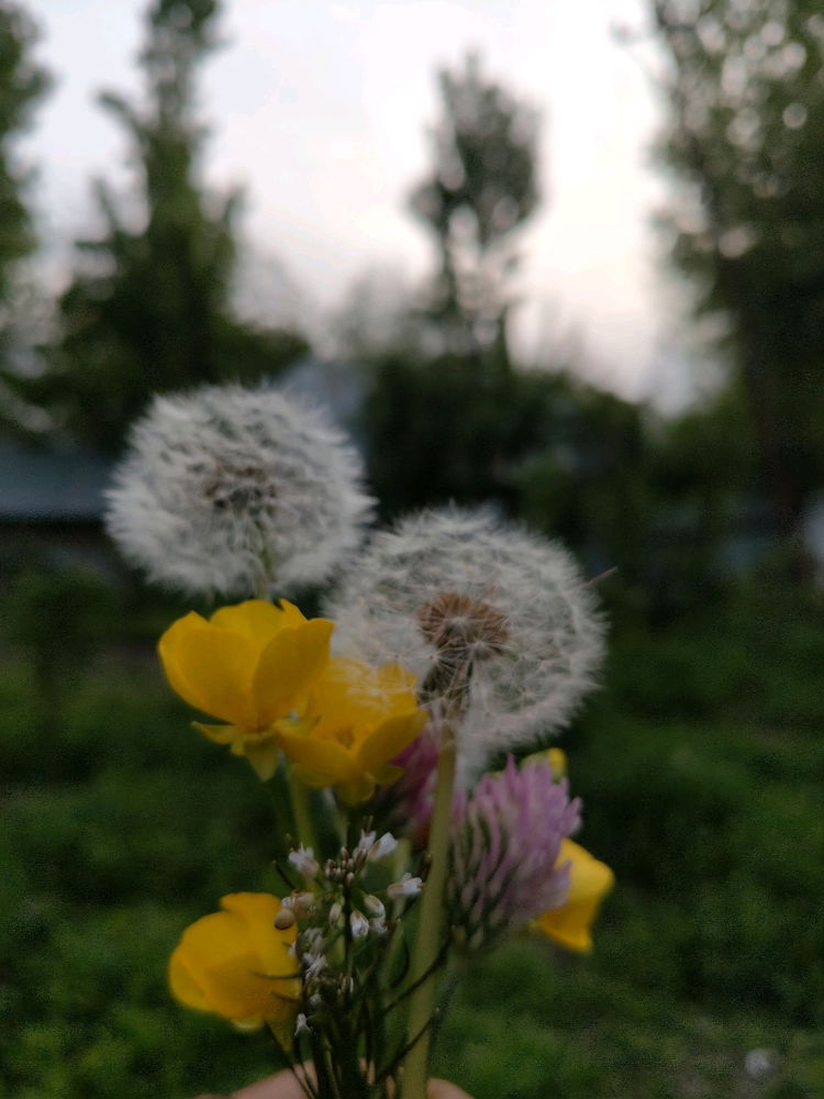 🌺