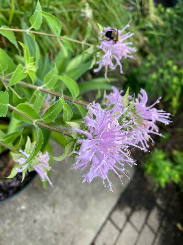 Native IL Plants