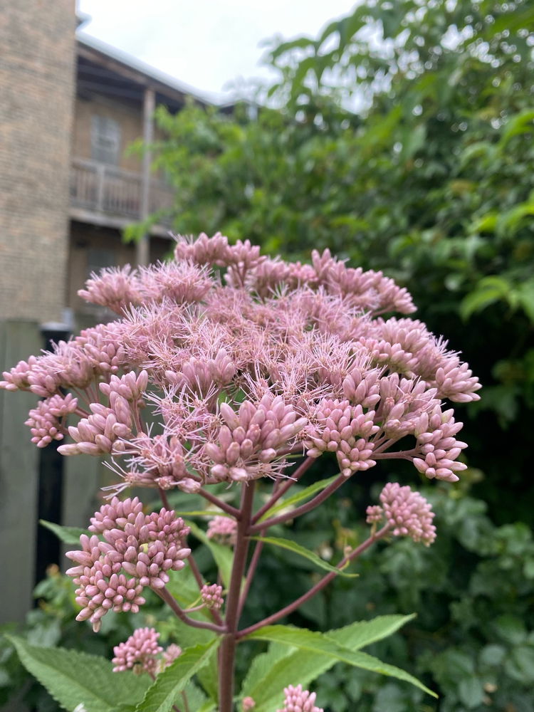 Native IL Plants