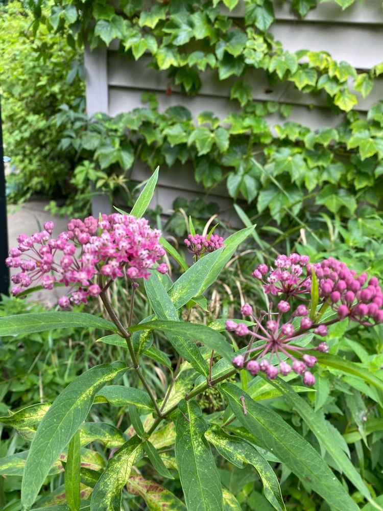 Native IL Plants