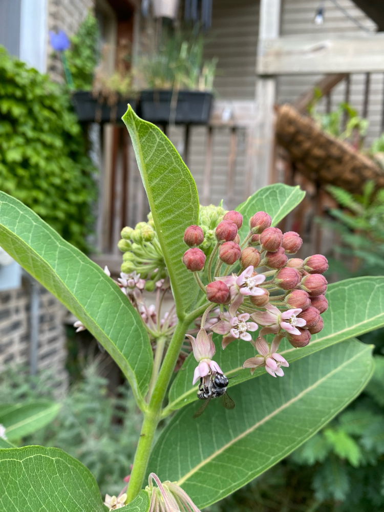 Native IL Plants