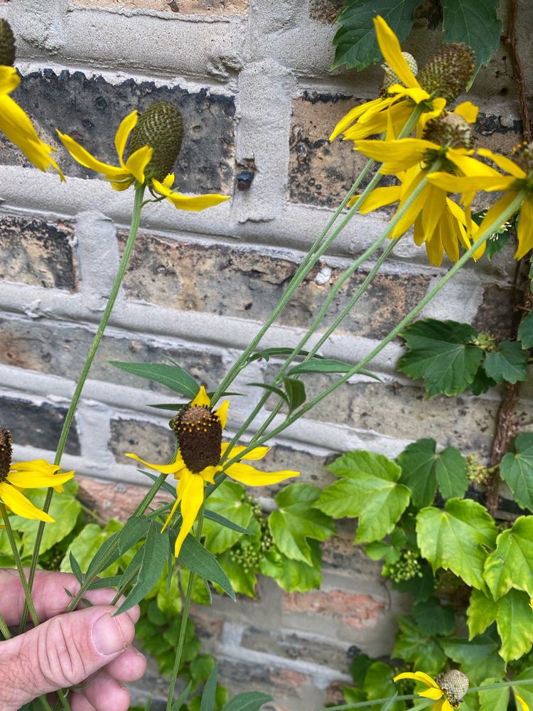 Native IL Plants