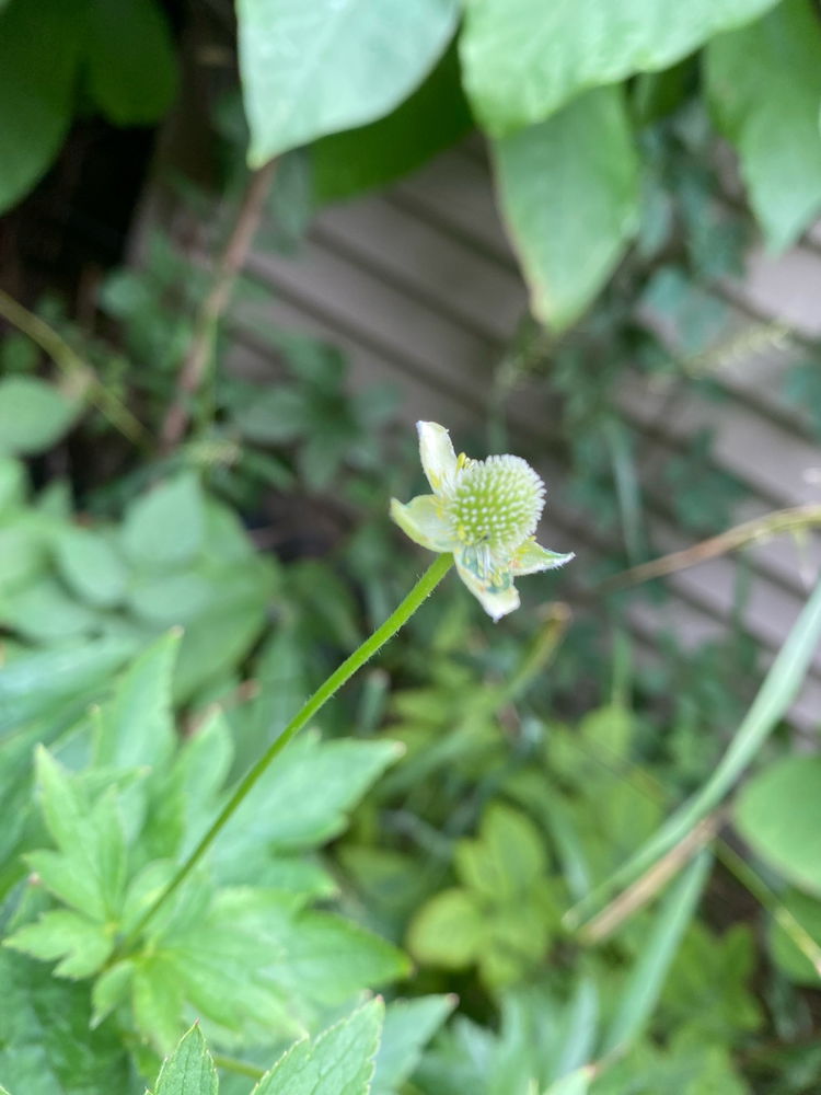 Native IL Plants
