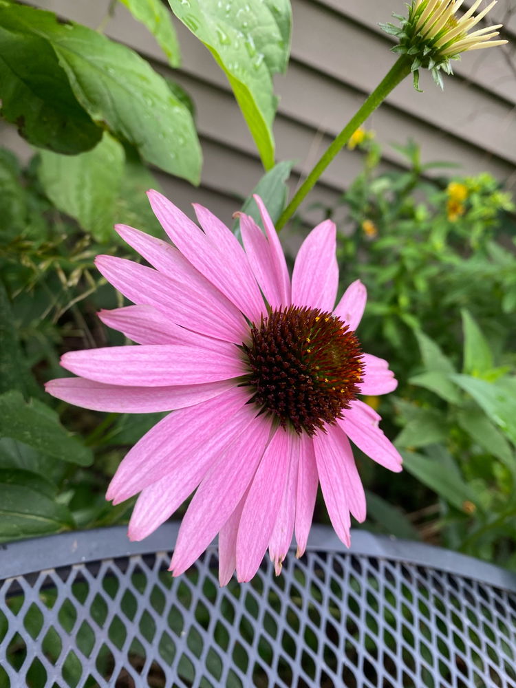 Native IL Plants