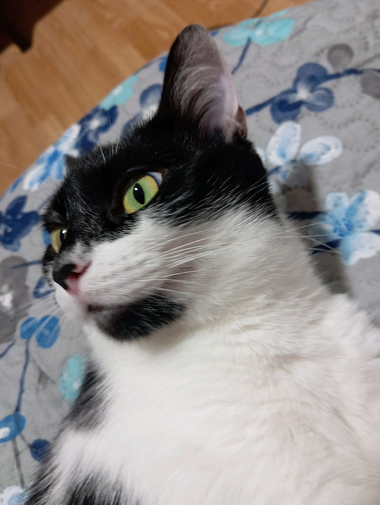 miren que guapa es mi gata